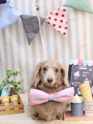 20250522ぺこちゃん